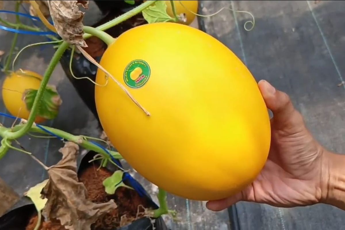 Warga memanen melon golden berkualitas premium yang dijadikan sebagai Pendapatan Asli Desa (PAD) Pakem, Kecamatan Gebang, Purworejo, Jawa Tengah pada Rabu (4/1/2023). Desa Pakem merupakan salah satu desa di sebelah barat laut pusat kota Purworejo. Jaraknya sekitar 10 kilometer dari alun-alun kabupaten.
