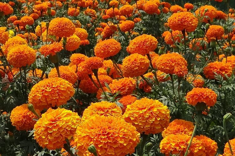 Ilustrasi bunga marigold. 