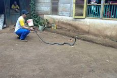 5 Fakta Teror Ular Kobra yang Tewaskan 4 Warga di Gowa, Digigit Saat Berkebun hingga 2 Meninggal di Tempat