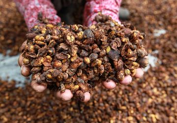 Liberika dan Excelsa: Jejak Eksotisme Kopi Nusantara
