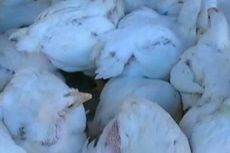 Belum Bebas Flu Burung, Ayam Indonesia Tak Bisa Diekspor Hidup-hidup