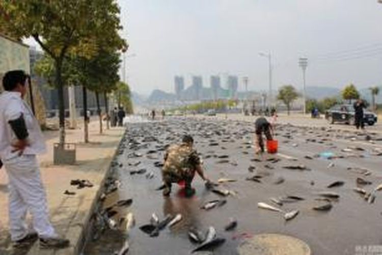 Akibat bak sebuah truk terbuka tanpa disengaja, sebanyak 6.800 kilogram ikan lele tumpah di jalanan kota Guizhou, China.