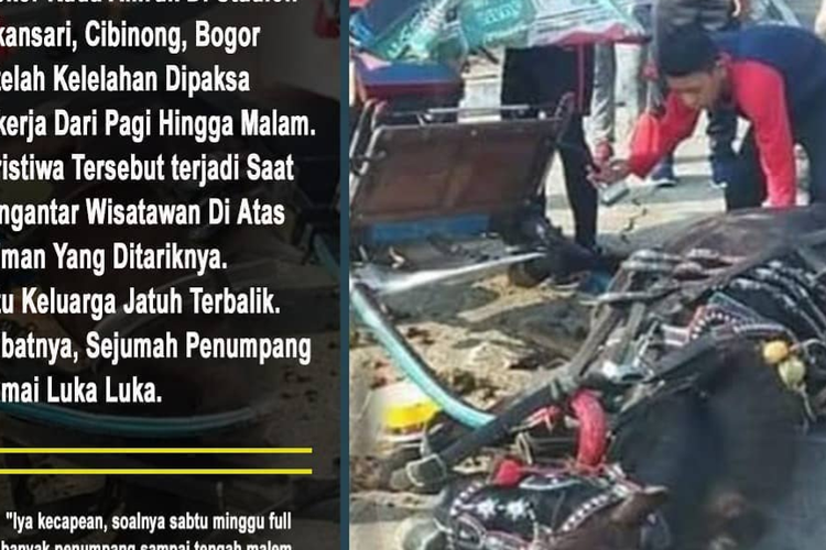 Foto seekor kuda terkapar di Cibinong, viral.