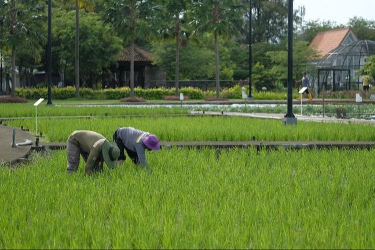 Ilustrasi petani sedang bekerja di sawah.