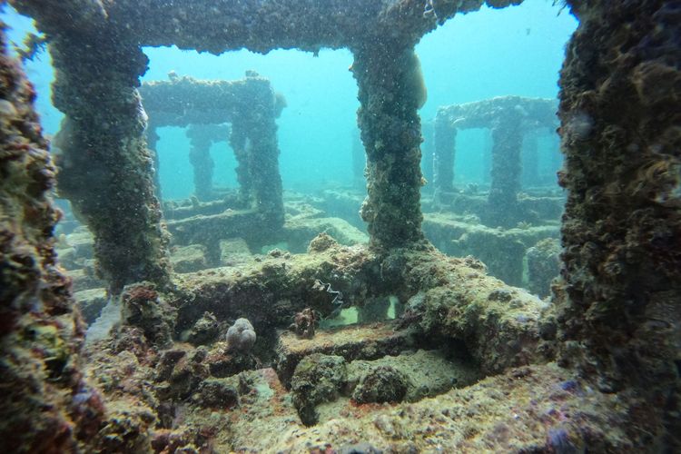 Pupuk Kaltim melalui program konservasi terumbu karang dan konservasi tanaman mangrove berupaya memberikan kontribusi pada pelestarian lingkungan dan keanekaragaman hayati. 