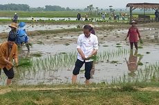 Sebut Pupuk Organik Bisa Tekan Biaya, Jokowi Ajak Petani Tak Tergantung Pupuk Kimia