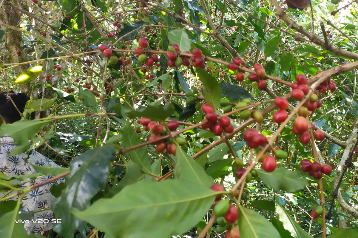 Kopi Robusta Manggarai Timur, Flores, NTT, Kamis, (6/10/2022)