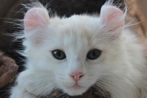 5 Ras Kucing Kaki Pendek yang Lucu dan Menggemaskan