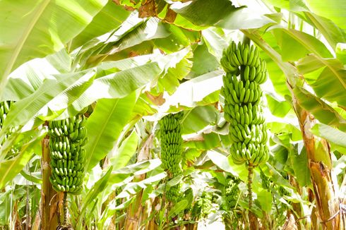 Manfaat Memotong Jantung dan Membungkus Tandan Buah Pisang