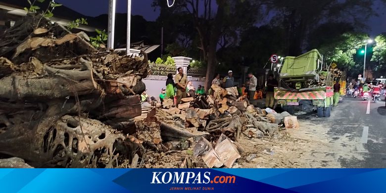 Kondisi Terkini Pohon Beringin Tumbang di Menteng, Potongan Kayu dan ...