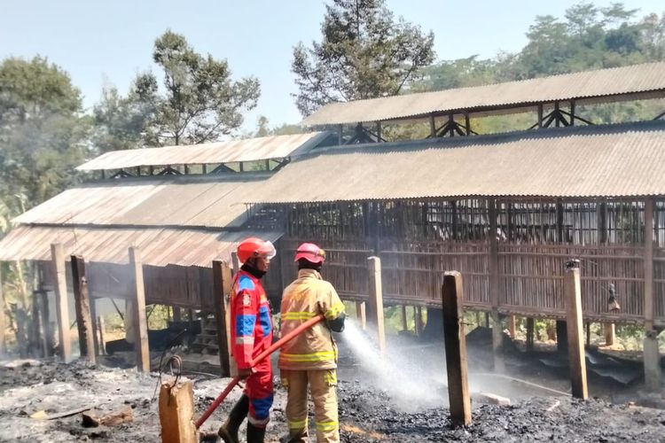 Kandang Ayam di Karanganyar Terbakar, 4.500 Ekor Ayam Terpanggang gara-gara Api Dikira Sudah Padam