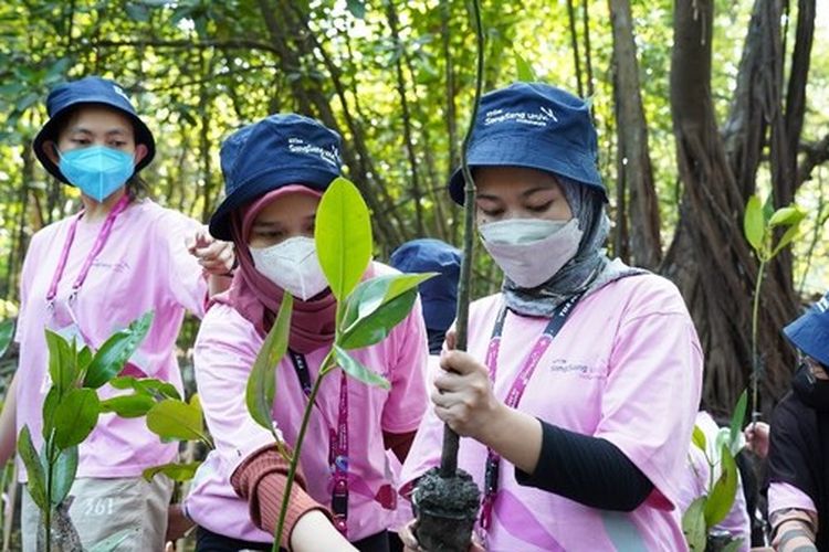 KT&G dan Sangsang Univ Indonesia menjalankan program penanaman pohon bakau secara sukarela di sebuah kawasan ekowisata di Jakarta Utara (12/8/2022)