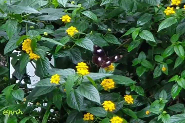 Menghadirkan Alam di Sudut Sederhana Pekarangan