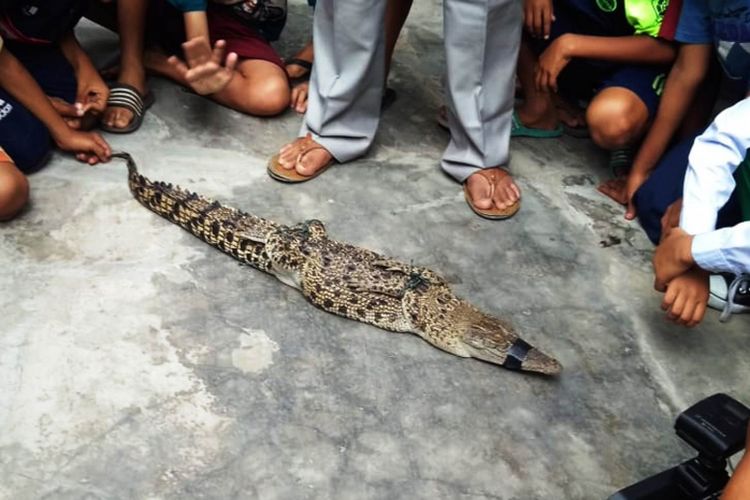 Anakan buaya muara yang berhasil ditangkap warga dari Sungai Deli, Kamis (19/7/2018).