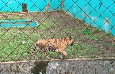 Kondisi harimau di Medan Zoo, Senin (10/1/2024).