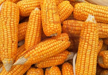 Varietas Unggul dalam Pengelolaan Penyakit Jagung