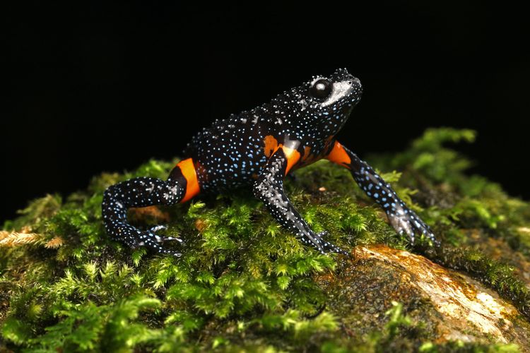 Sekelompok katak langka yaitu galaxy frog (Melanobatrachus indicus) dilaporkan menghilang dari habitatnya di India akibat fotografer tidak bertanggung jawab. Simak kronologinya.