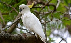 Panas Ekstrem Membunuh Burung Tropis, Bikin Populasinya Anjlok