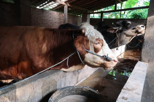 Penyakit Mulut dan Kuku Menyebar di Indonesia Diduga Melalui Ini…