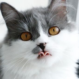 Ketika sakit gigi, kucing akan lebih sering berliur