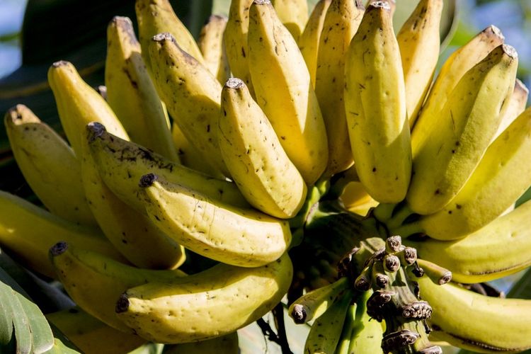 Ilustrasi buah pisang, tanaman pisang, pohon pisang. 