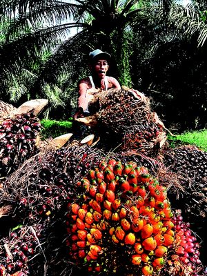 Petani menata tandan buah segar kelapa sawit yang baru mereka panen di Desa Paku, Kecamatan galang, Kabupaten Deli Serdang, Sumatera Utara, Senin (10/9/2012).