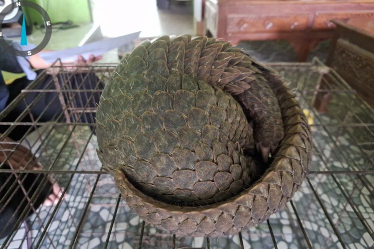 Lawan Godaan Materi, Bintang Pilih Serahkan Trenggiling ke BKSDA daripada Dibeli Kolektor