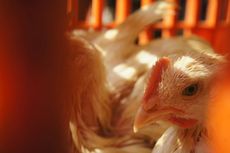 Protes Harga Daging Ayam Meroket, Ratusan Pedagang di Purwasuka Turun ke Jalan