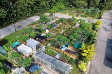 Cara Singapura Tambah Ruang Terbuka Hijau, Sewakan Kebun untuk Warga