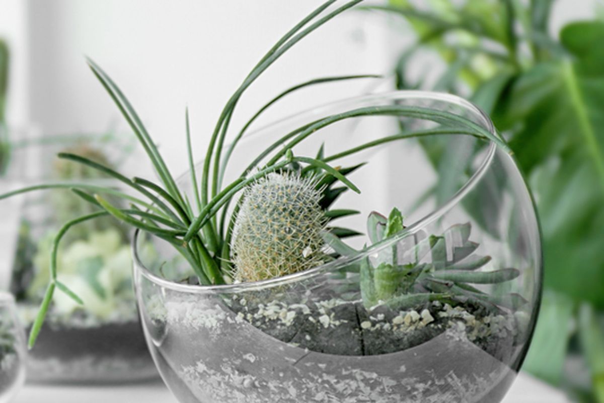 Ilustrasi terarium, tanaman di dalam terarium. 
