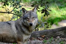 9 Serigala Kabur dari Kandang, Kebun Binatang Perancis Langsung Ditutup