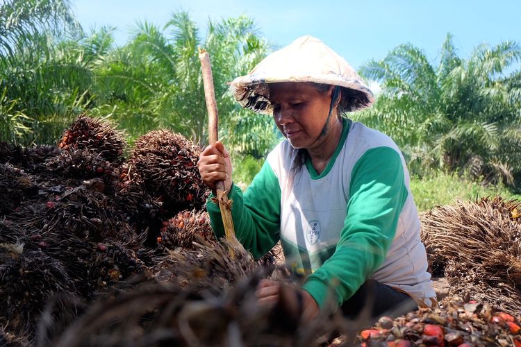 PT Austindo Nusantara Jaya Tbk (ANJ) selalu berkomitmen untuk memenuhi hak-hak pekerja perempuan, menciptakan tempat kerja yang aman dan nyaman bagi perempuan, serta memberikan kesempatan bagi mereka untuk berkarier lebih tinggi.