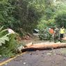 Antisipasi Kecelakaan, Sejumlah Pohon di Jalan Lintas Taba Penanjung-Kepahiang Akan Dipangkas