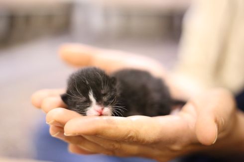 Mengapa Mata Anak Kucing Tertutup Saat Baru Lahir?
