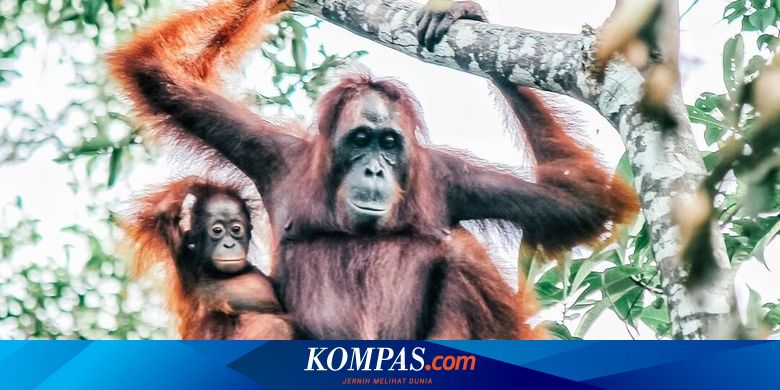 Upaya ANJ Lindungi Keanekaragaman Hayati Indonesia - Vimarsana News