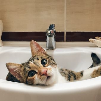 Ilustrasi kucing di kamar mandi. 