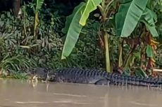 Buaya Kembali Muncul di Desa Bangket Parak Lombok Tengah, Jarak Sekitar 50 Meter dari Permukiman Warga