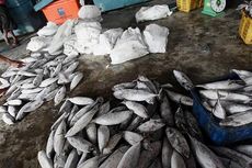 Kementerian KP: Stok Ikan Aman