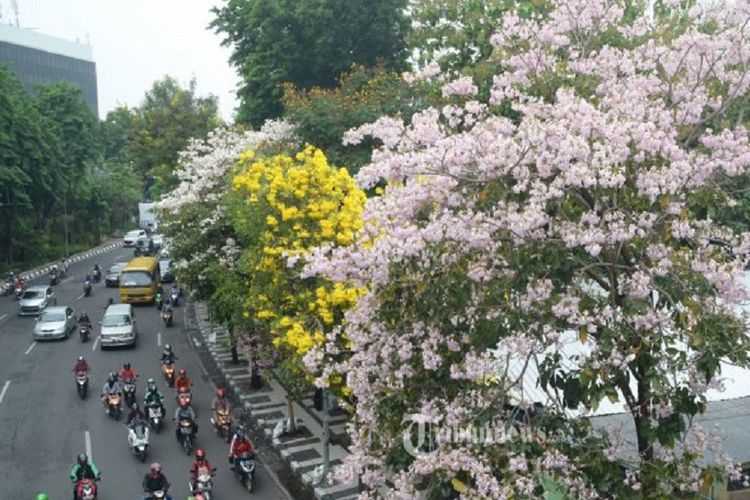 Bunga Tabebuya bermekaran di kawasan Marmoyo (depan Kebun Binatang Surabaya) hingga Jl Diponegoro, Senin (26/11/2018). Tabebuya adalah jenis tanaman yang berasal dari Brasil dengan karakteristiknya sama seperti pohon sakura saat berbunga. Memasuki musim hujan di bulan November bunga bermekaran hingga berasa seperti Jepang dengan bunga sakuranya.