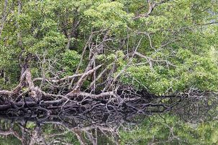 Masyarakat di Kampung Teluk Sulaiman, Kecamatan Biduk-biduk, Kabupaten Berau, mengelola ekowisata di Pulau Sigending dengan daya tarik ekosistem mangrove, kegiatan mengamati penyu, dan sejumlah atraksi alam yang menarik. Di area itu, pepohonan mangrove hidup di perairan yang sangat jernih, seperti terlihat pada Kamis (11/12/2014). Kawasan ini berada di bagian selatan Taman Pesisir Kepulauan Derawan, Kabupaten Berau, Kalimantan Timur.
