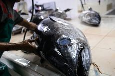 Melirik Potensi Puluhan Ribu Ton Tuna di Laut Bengkulu
