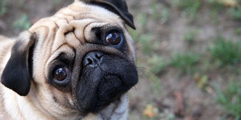 Ilmuwan Ungkap Mutasi Di Balik Hidung Pesek Anjing Pug