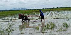 Berkat Food Estate, Kementan Klaim Kapuas dan Pulau Pisang Bisa Swasembada Pangan