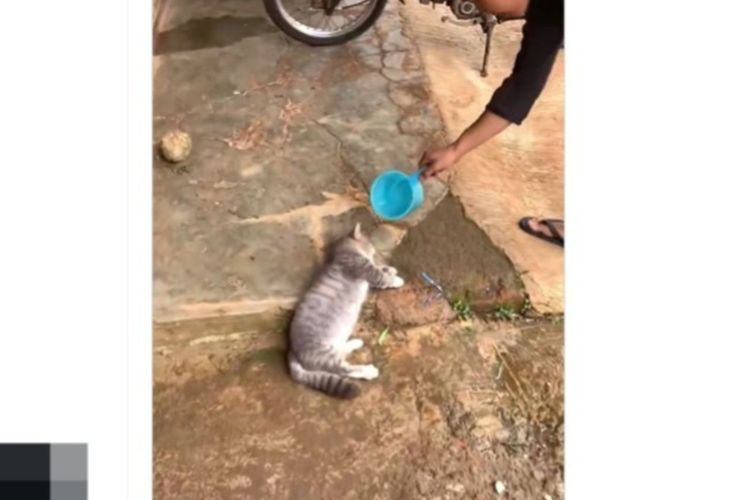 Pertolongan Pertama Kucing Kena Musibah dengan Disiram Air, Benarkah?