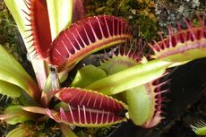 Mengenal Venus Flytrap, Tumbuhan Pemakan Serangga