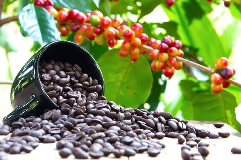 Empowering Local Community through Gayo Coffee Harvest Festival in Indonesia’s Aceh
