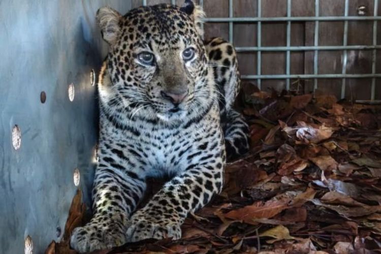 Macan Tutul Jawa Pulih Bertahap Usai Serang Warga dan Masuk Permukiman di Bandung