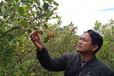 Upaya Pemkot Batu Pertahankan Apel saat Petani Beralih ke Jeruk dan Jambu