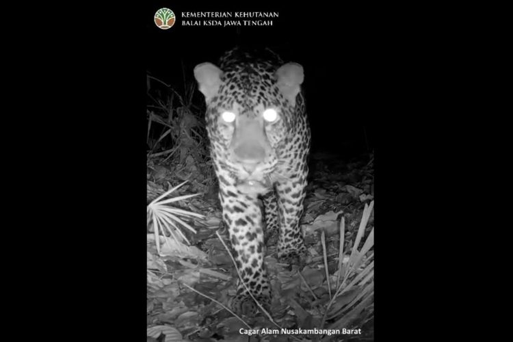 Macan Tutul Jawa Terekam Kamera Jebak di Nusakambangan, Berapa Populasinya?