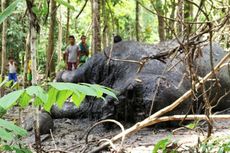 BKSDA Aceh Otopsi Mayat Gajah Tanpa Gading dan Kepala
